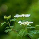 White pigweed  screen for extension Chrome web store in OffiDocs Chromium