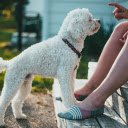 White Poodle  screen for extension Chrome web store in OffiDocs Chromium