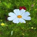 White Portulaca grandiflora flower wallpaper  screen for extension Chrome web store in OffiDocs Chromium