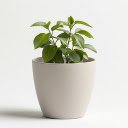 White pot with green plants  screen for extension Chrome web store in OffiDocs Chromium