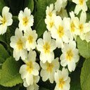 White primrose wallpaper  screen for extension Chrome web store in OffiDocs Chromium