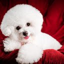 White puppy  screen for extension Chrome web store in OffiDocs Chromium