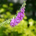 White purple flower branch  screen for extension Chrome web store in OffiDocs Chromium