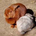 White Rabbit and Yellow Rabbit  screen for extension Chrome web store in OffiDocs Chromium