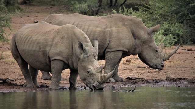 Download gratuito di due rinoceronti bianchi che bevono un'immagine gratuita da modificare con l'editor di immagini online gratuito di GIMP