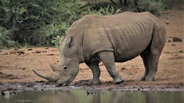 Free download white rhino drinking water hole free picture to be edited with GIMP free online image editor