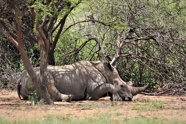 Free download white rhino under tree resting free picture to be edited with GIMP free online image editor