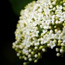 White Rice Flower Branch  screen for extension Chrome web store in OffiDocs Chromium