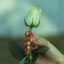 White Rose  screen for extension Chrome web store in OffiDocs Chromium
