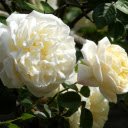 White Roses Bloom  screen for extension Chrome web store in OffiDocs Chromium