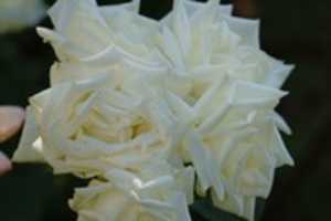 Free download White Roses free photo or picture to be edited with GIMP online image editor
