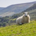 White sheep  screen for extension Chrome web store in OffiDocs Chromium