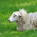 White Sheep on Green Grass  screen for extension Chrome web store in OffiDocs Chromium