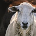 White Sheep Trimmed  screen for extension Chrome web store in OffiDocs Chromium