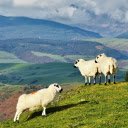 White sheep with dirty faces  screen for extension Chrome web store in OffiDocs Chromium
