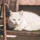 White Short Fur Cat Near Brown Metal Rod  screen for extension Chrome web store in OffiDocs Chromium White Short Fur Cat Near Brown Metal Rod  screen for extension Chrome web store in OffiDocs Chromium