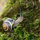 White snail  screen for extension Chrome web store in OffiDocs Chromium