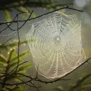 White spider web  screen for extension Chrome web store in OffiDocs Chromium