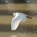 White Stork Flying  screen for extension Chrome web store in OffiDocs Chromium