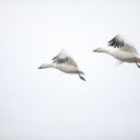 White stork flying  screen for extension Chrome web store in OffiDocs Chromium
