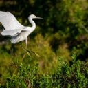 White stork with black legs  screen for extension Chrome web store in OffiDocs Chromium