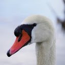 White swan with pink bill  screen for extension Chrome web store in OffiDocs Chromium