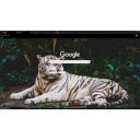 Free download White Tiger -  free photo or picture to be edited with GIMP online image editor