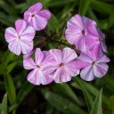 White Violet Flowers  screen for extension Chrome web store in OffiDocs Chromium