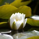 White Water Lilies Blooming  screen for extension Chrome web store in OffiDocs Chromium
