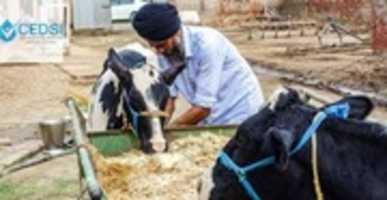 Free download Why is dairy cow management important? free photo or picture to be edited with GIMP online image editor