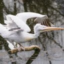 Wide billed White Pelican  screen for extension Chrome web store in OffiDocs Chromium
