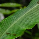 Wild bananas bathe in the rain  screen for extension Chrome web store in OffiDocs Chromium