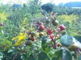 Free download WILD BERRIES free photo or picture to be edited with GIMP online image editor