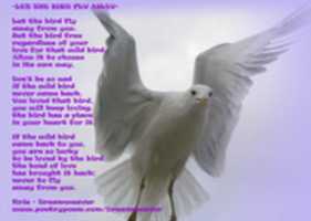 Free download wildbird free photo or picture to be edited with GIMP online image editor