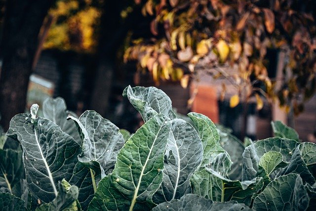 Free download wild cabbage vegetables cabbage free picture to be edited with GIMP free online image editor