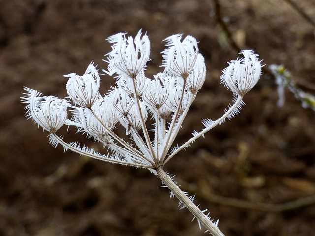 Free download wild carrot flowers frost ice snow free picture to be edited with GIMP free online image editor