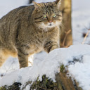 Wildcat in the Snow  screen for extension Chrome web store in OffiDocs Chromium