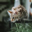 WILD CAT THEME  screen for extension Chrome web store in OffiDocs Chromium