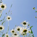 Wild daisies  screen for extension Chrome web store in OffiDocs Chromium