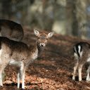 Wild Deer Grazing in Swedish Forest  screen for extension Chrome web store in OffiDocs Chromium