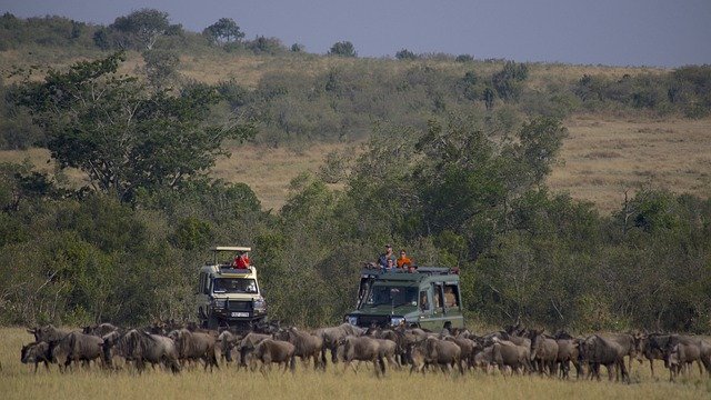 Free download wildebeests tourists africa safari free picture to be edited with GIMP free online image editor
