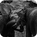 Wild Elephants  screen for extension Chrome web store in OffiDocs Chromium