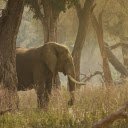 Wild elephants  screen for extension Chrome web store in OffiDocs Chromium