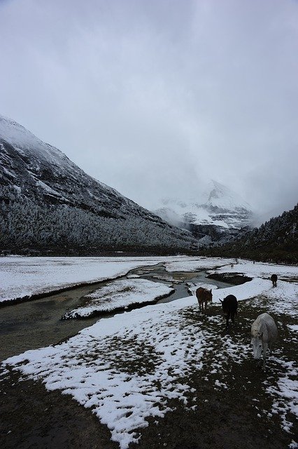 김프 무료 온라인 이미지 편집기로 편집할 수 있는 황야의 눈 산 시내 무료 사진을 무료로 다운로드하세요.