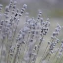 Wildflower branches  screen for extension Chrome web store in OffiDocs Chromium
