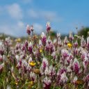 Wildflower bushes  screen for extension Chrome web store in OffiDocs Chromium