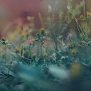 Wildflower garden  screen for extension Chrome web store in OffiDocs Chromium
