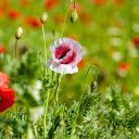 Wildflower garden grows  screen for extension Chrome web store in OffiDocs Chromium