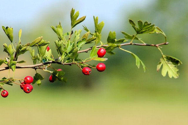 دانلود رایگان Wildflower Hawthorn Bush - عکس یا تصویر رایگان قابل ویرایش با ویرایشگر تصویر آنلاین GIMP