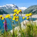 wildflowers  screen for extension Chrome web store in OffiDocs Chromium